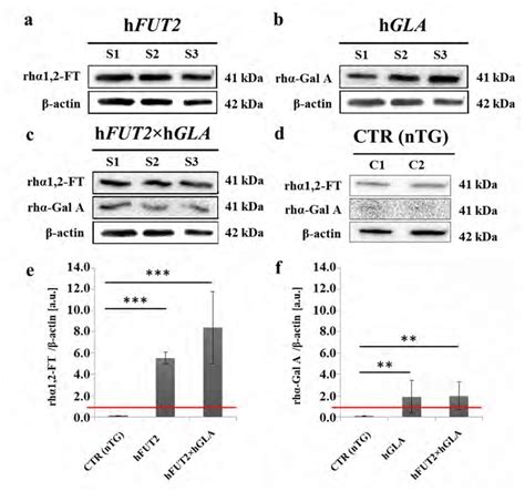 Western Blot Analysis Of The Relative Expression Of Recombinant Human