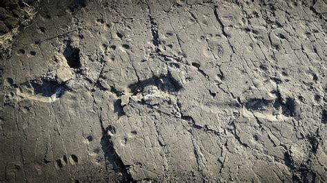 Ancient Human Ancestor S Footprints Suggest He Was The Tallest Among Prehuman Species Ctv News