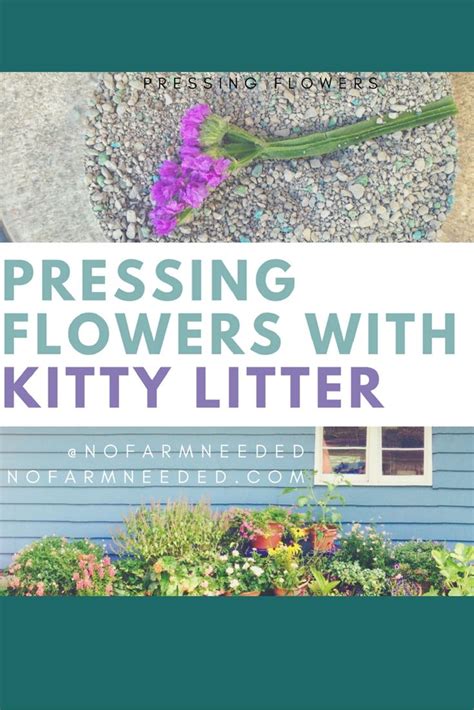 One Of The Best Materials For Pressing Flowers Is Kitty Litter You Read That Right Kitty