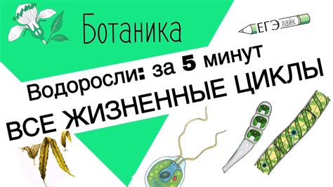 ВСЕ ВОДОРОСЛИ ЗА 5 минут. ЕГЭ|ОГЭ, жизненные циклы. - YouTube