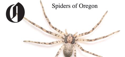 Spiders Of Oregon Whats Lurking In Your Home Or Garden