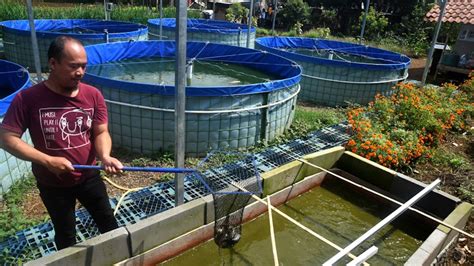 Raup Untung Dari Budi Daya Ikan Lele Sistem Bioflok Bagian