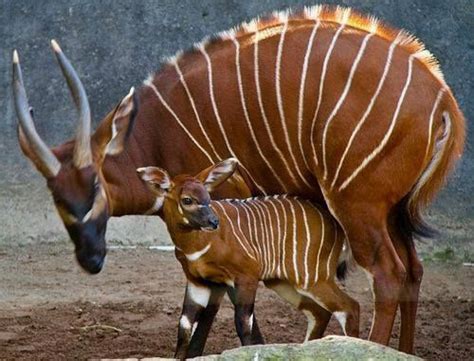 Baby Bongo And Its Mother Rare Animals Unusual Animals Interesting