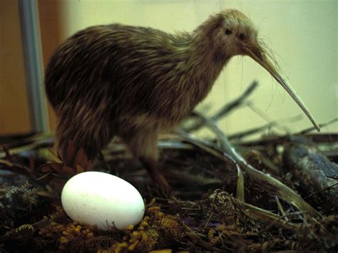 El Ojo Del Buitre Aves Kiwi Apteryx