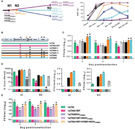 Evolution Of A Multimechanistic Genome Wide Substitution Network