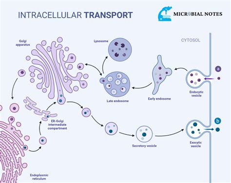 The Function Of Golgi Apparatus Microbial Notes