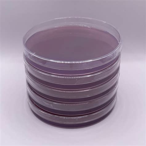 X Malt Extract Agar Plates Etsy