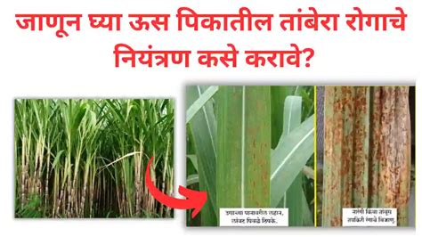 Sugarcane Rust जाणून घ्या ऊस पिकातील तांबेरा रोगाचे नियंत्रण कसे करावे