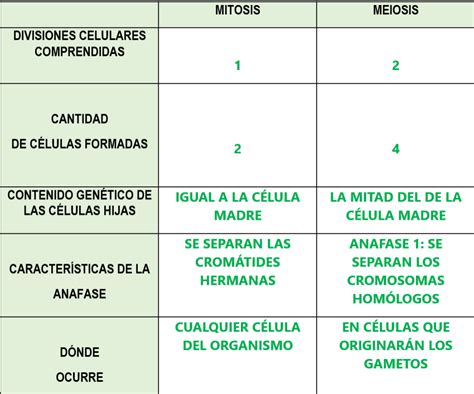 Haz Un Cuadro Comparativo De Mitosis Y Meiosis