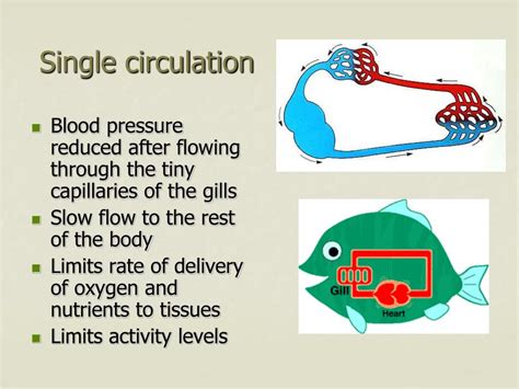 PPT - Open circulation PowerPoint Presentation, free download - ID:2687137