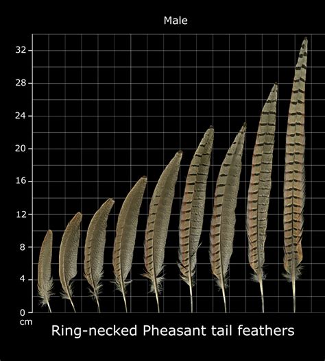 The Feather Atlas Feather Identification And Scans Fish And