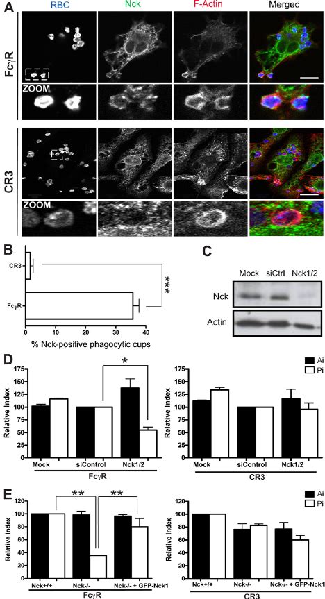 Nck Is Required For Fc C R But Not CR3 Mediated Phagocytosis A