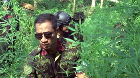 Satu Hari Jelang HUT Kemerdekaan RI BNN Musnahkan 4 5 Hektar Ladang Ganja