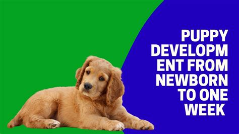 Puppy Development From Newborn To One Week Youtube