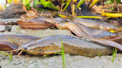 Best Amazing Catfish Fishing By Hand From Muddy Water Boy Hunting Cat