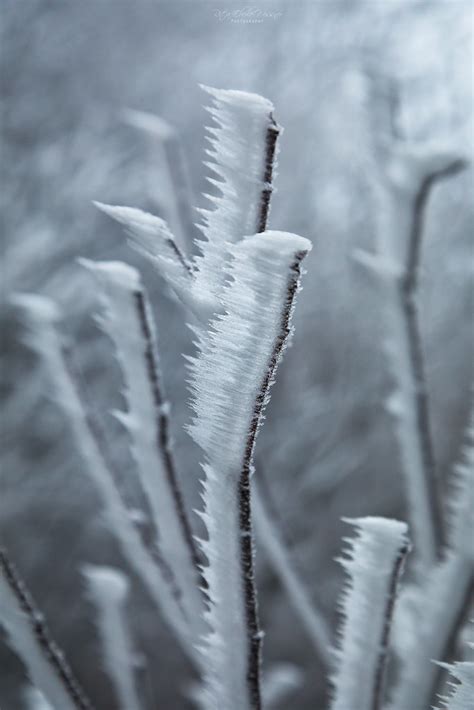 Hoarfrost Rita Eberle Wessner Flickr