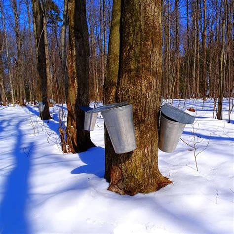 Here’s How to Tap & Make Your Own Maple Syrup | Home Hardware