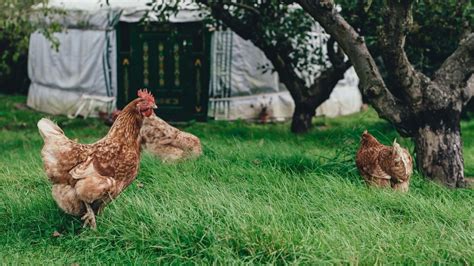 8 Benefits Of Backyard Chickens Ecology Artisans