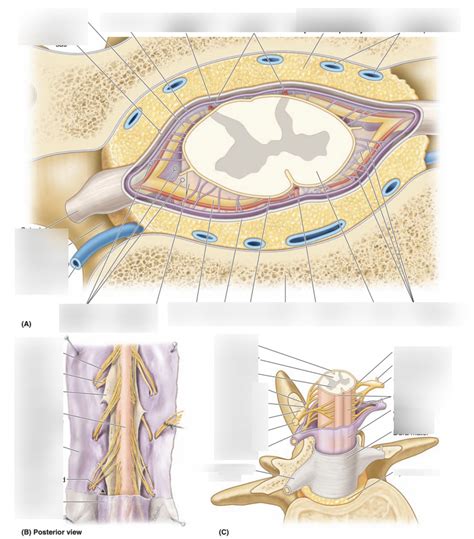 Label Meninges Of Spinal Cord Diagram Quizlet