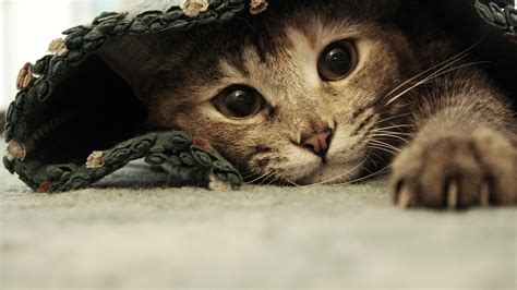 Kitten Desktop Wallpaper 1920x1080 Wallpapersafari