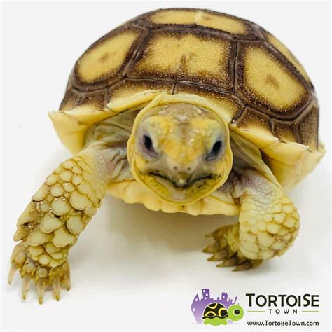 Aldabra Tortoise For Sale Baby Giant Aldabra Tortoises For Sale Online