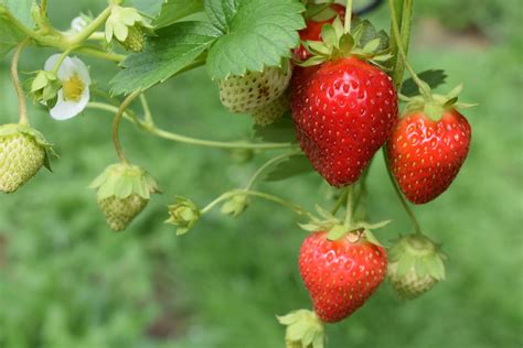 Tutte Le Varietà Di Fragole E Come Riconoscerle Dissapore