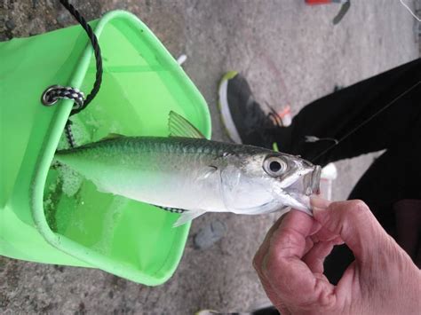 大阪湾で釣れる魚 ～波止釣り対象魚大集合！！～ 釣りのネタ帳