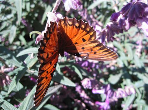 Gardening For Butterflies Gulf Fritillary Butterfly Host Plant Passion Flower Vine