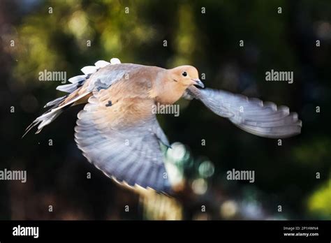 2 Flying Doves