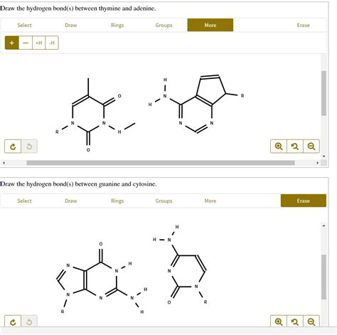 Solved Draw The Hydrogen Bonds Between Thymine And Adenine Select Draw Groups More Erase Draw