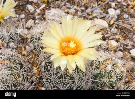 Erizo De Mar Colmena Cactus Coryphantha Gallonadas Tucson Arizona