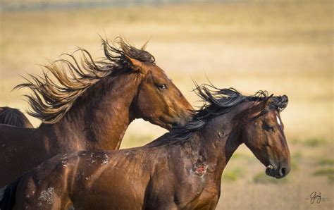 Wild Horses Fighting - Onaqui Herd - Photography of Wild Horses ...