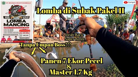 Mancing Tanpa Umpan Ternyata Gacor Di Lomba Mancing Air Deras Subak