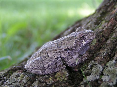 Gray Tree Frogs Learn About Nature