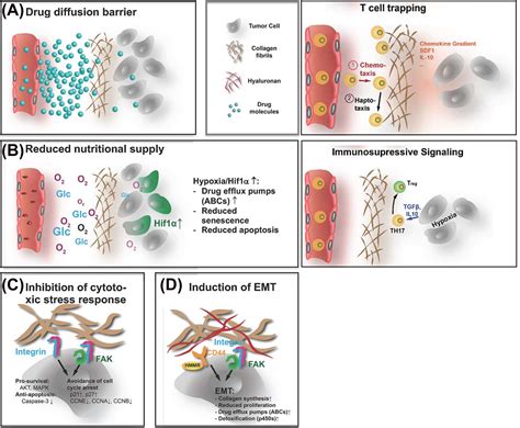 Extracellular Matrix In Cancer Progression And Therapy