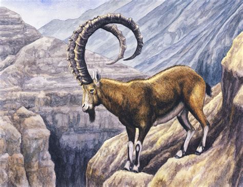 Nubian Ibex by WillemSvdMerwe on DeviantArt