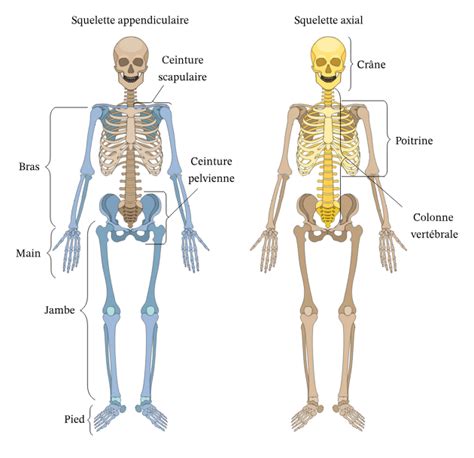 Qcm Anatomie G N Rale Anatomie Tutorat Associatif Toulousain