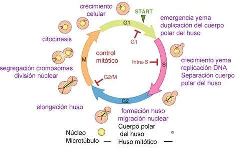 Replicacion De ADN Y Ciclo Celular REPASO Diagram Quizlet