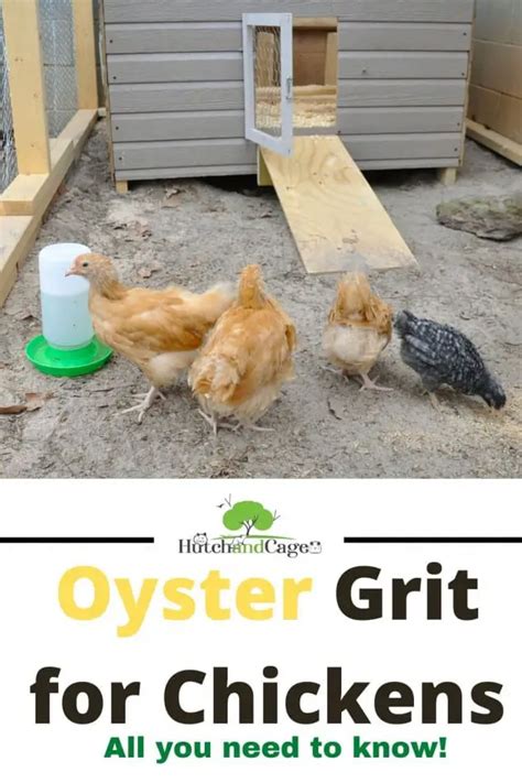 Feeding Oyster Shell Grit To Chickens Do Your Chickens Need It Hutch And Cage