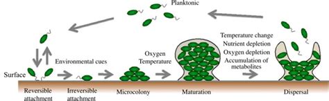 Schematic Representation Of Biofilm Formation Steps 58 Download