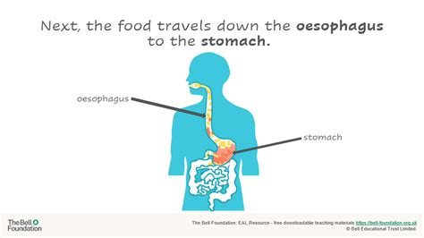 Digestive System Basic Sequence Ks2 Eal Science Teachit