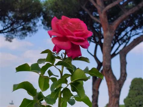 Boom Di Presenze Al Roseto Comunale Di Roma Foto Il Caff Di Roma