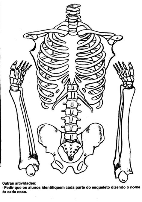 Atividades Sobre Esqueleto Humano Para Imprimir Online Cursos