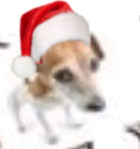 Navida Navida Perrito Perrito Fotos De Perros Chistosos Mascotas Memes