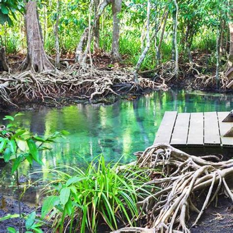 Emerald Pool Tour From Krabi Half Day Trip Visit The Famous Hot Spring