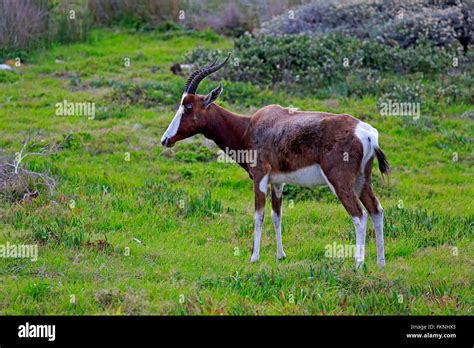 Bontebok Adult Table Mountain Nationalpark Cape Of The Good Hope