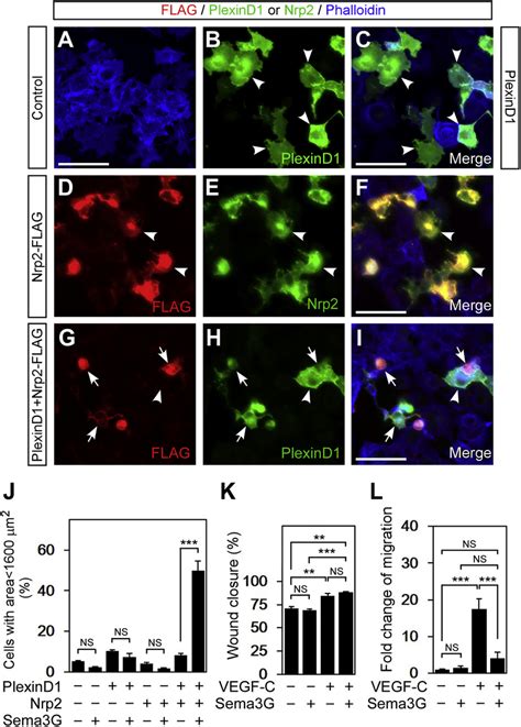 Sema3g Induces Cell Collapse In An Nrp2plexind1 Dependent Manner And