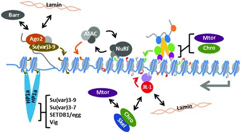 Genes That Participate In Heterochromatin Formation Modulate Dosage Download Scientific Diagram