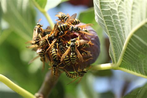 Are Figs Vegan The Dead Wasp Process Explained