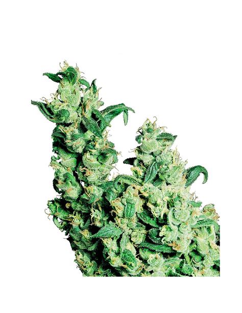 Jack Herer Sensi Seeds Graines De Cannabis R Guli Res